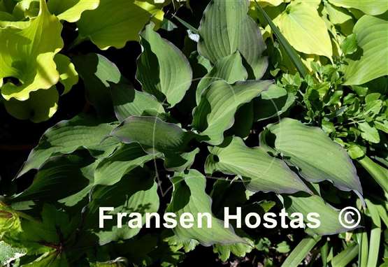 Hosta Unusual FH Collection 2024